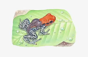 Spotted Prints: Illustration of a tadpole-carrying poison dart frog (Dendrobatidae)