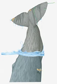 Images Dated 23rd March 2011: Illustration of tail fin of Sperm Whale (Physeter macrocephalus) as it dives in water