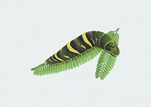 Images Dated 13th December 2010: Illustration of Tailed Emperor (Polyura sempronius) caterpillar on green leaf