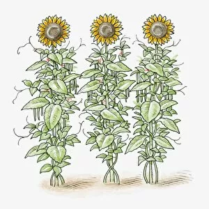 Illustration of three tall Helianthus annuus (Sunflower) plants
