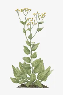 Button Prints: Illustration of Tanacetum balsamita