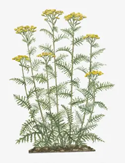 Illustration of Tanacetum vulgare (Common Tansy) bearing yellow button-like flowers on tall stems with pinnately lobed green leaves below