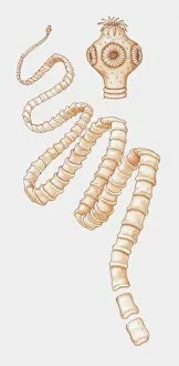 Ink And Brush Collection: Illustration of tapeworm