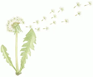 Images Dated 5th November 2008: Illustration of Taraxacum officinale (Common Dandelion), seed dispersal from dry flower head after