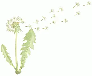 Flower Head Prints: Illustration of Taraxacum officinale (Common Dandelion)