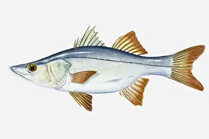 Ink And Brush Prints: Illustration of Tarpon Snook (Centropomus pectinatus) fish
