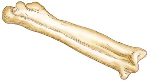 Animal Bone Prints: Illustration of tarsometatarsus of tetrapod bird formed from fusion of ankle and foot bones