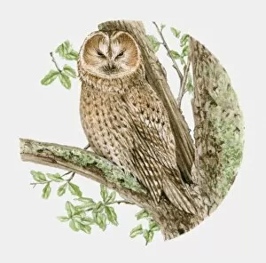 Illustration of a Tawny owl (Strix aluco) sitting on a tree branch