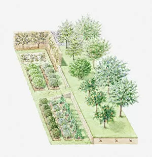 Illustration of a temperate climate orchard