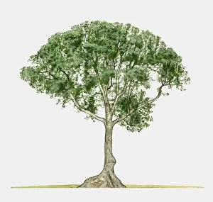 Illustration of Terminalia catappa (Java Almond), a large tropical tree