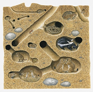 Images Dated 13th April 2010: Illustration of Thirteen-lined Ground Squirrel, Striped Skunk, Prairie Rattlesnake