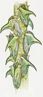 Illustration of Thorn Bugs (Umbonia crassicornis) on stem showing pronotal horns