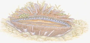 Animal Shell Collection: Illustration of Thorny Oyster (Spondylus) with marine growth such as seaweed