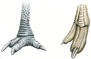 Protection Prints: Illustration of three-toed Cassowary foot with sharp claws and sharp toenails at end of Ostrich (Struthio camelus) foot