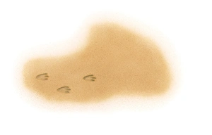 Images Dated 30th October 2008: Illustration of three-toed dinosaur footprints in sand