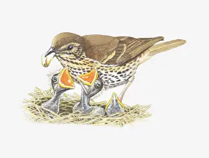 Chick Prints: Illustration of a thrush feeding its young in nest