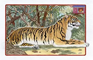 Illustration of Tiger in the Forest, representing Chinese Year Of The Tiger