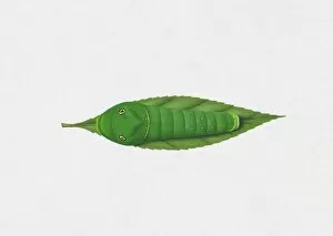 Illustration of Tiger Swallowtail (Papilio Glaucus) caterpillar blending in on green leaf