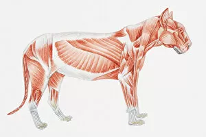 Images Dated 2nd June 2010: Illustration of a tigers muscular anatomy