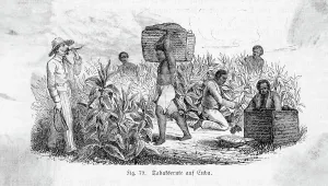 slaves harvesting tobacco Seventeenth-Century Scene Tobacco virginia slaves hi-res stock
