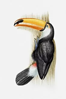 Illustration of a Toco toucan (Ramphastos toco) with a seed in its beak, perching on a tree trunk
