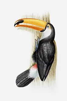 Tropical Bird Prints: Illustration of a Toco toucan (Ramphastos toco) with a seed in its beak