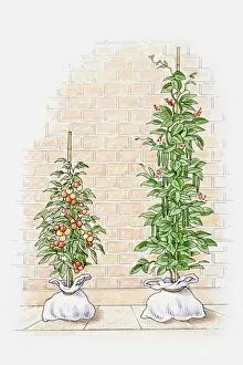 Illustration of tomato and chilli plants in growbags