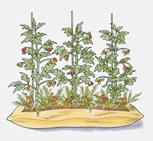 Illustration of tomato plants in compost bag with marigolds growing between to attract pests