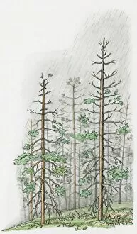 Images Dated 29th October 2008: Illustration of torrential acid rain damaging tall trees on hill