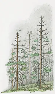 Loss Prints: Illustration of torrential acid rain damaging tall trees on hill