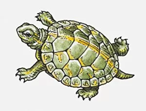 Images Dated 30th April 2010: Illustration of a tortoise