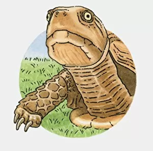 Images Dated 21st October 2009: Illustration of tortoise head