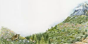 Treetop Gallery: Illustration of tough and hardy plants growing at high altitude with snow-covered mountain in