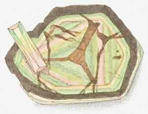 Images Dated 7th July 2011: Illustration of tourmaline