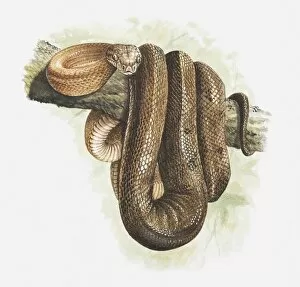 Images Dated 21st May 2010: Illustration of a Tree boa (Corallus sp. ) coiled around tree branch