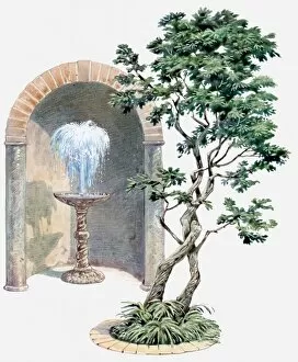 Intertwined Collection: Illustration of tree with entwined branches and a fountain