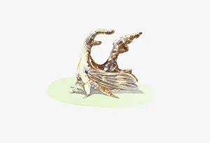 Illustration of Treehopper showing unusual shape and wing