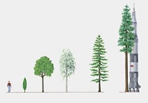 Illustration of five trees of different heights compared to space rocket and adult man