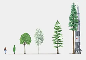 Comparison Prints: Illustration of five trees of different heights compared to space rocket and adult man