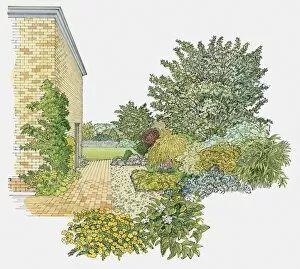 Garden Path Collection: Illustration of trees, shrubs and flowers planted in garden