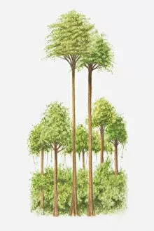 Illustration of trees in tropical rainforest