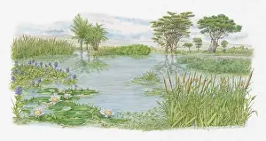 Cattail Prints: Illustration of trees, water lilies and bulrushes surrounding lake on Kenyas lush plains