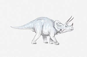 Illustration of a Triceratops dinosaur, Cretaceous period