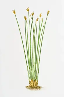 Illustration of Trichophorum cespitosum (Deergrass)