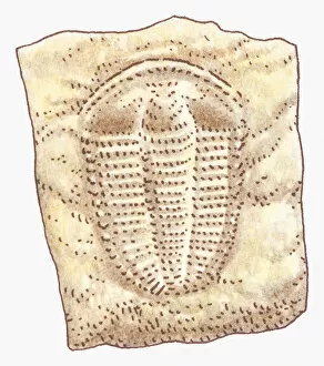 Images Dated 12th July 2011: Illustration of Trilobite fossil