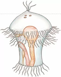 Images Dated 31st October 2008: Illustration of Trochophore, a transparent marine larva showing internal organs