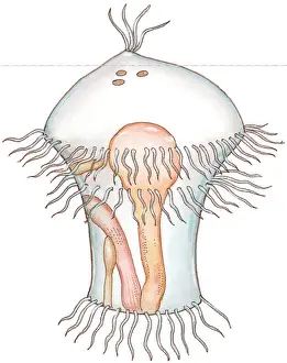 Abundance Prints: Illustration of Trochophore, a transparent marine larva showing internal organs and abundance of external cilia