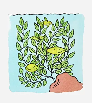 Captivity Collection: Illustration of tropical fish swimming near plants in fish tank