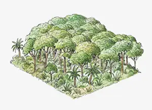 Illustration of tropical rainforest