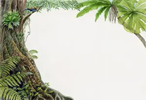 Perched Prints: Illustration of tropical rainforest with bird perched on branch